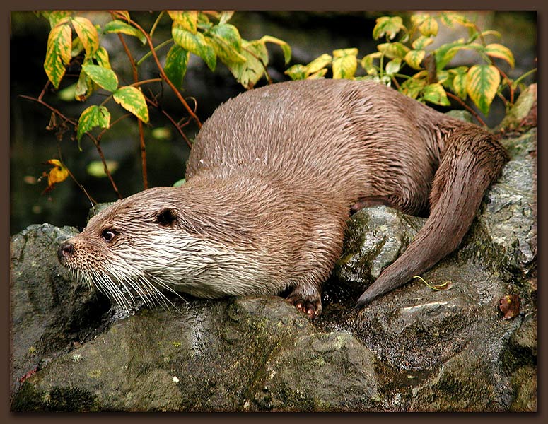 Otter....der II.