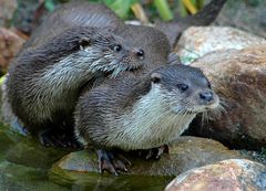 Otterduo