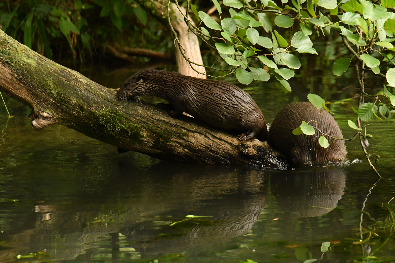 Otterduo