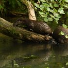 Otterduo