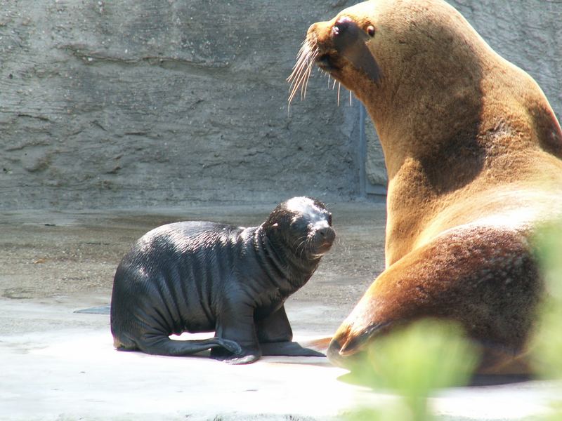 Otterfamilie