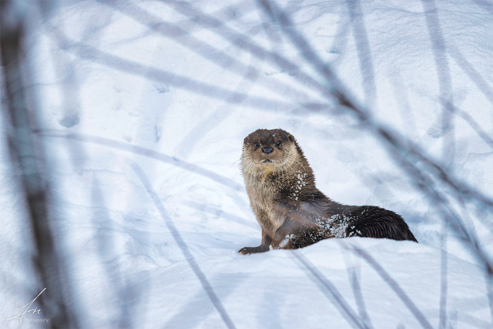 Otterfrauchen immer auf der Hut sein