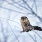 Otterfrauchen immer auf der Hut sein