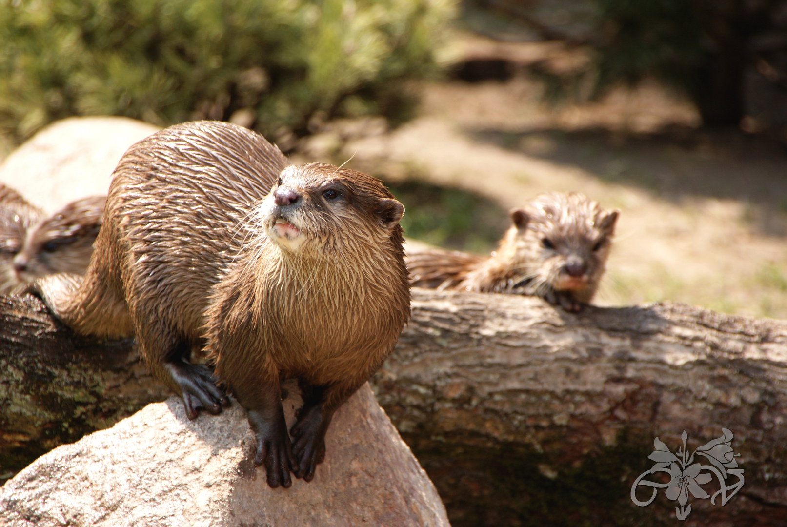 Otterfreuden an der Flussaue