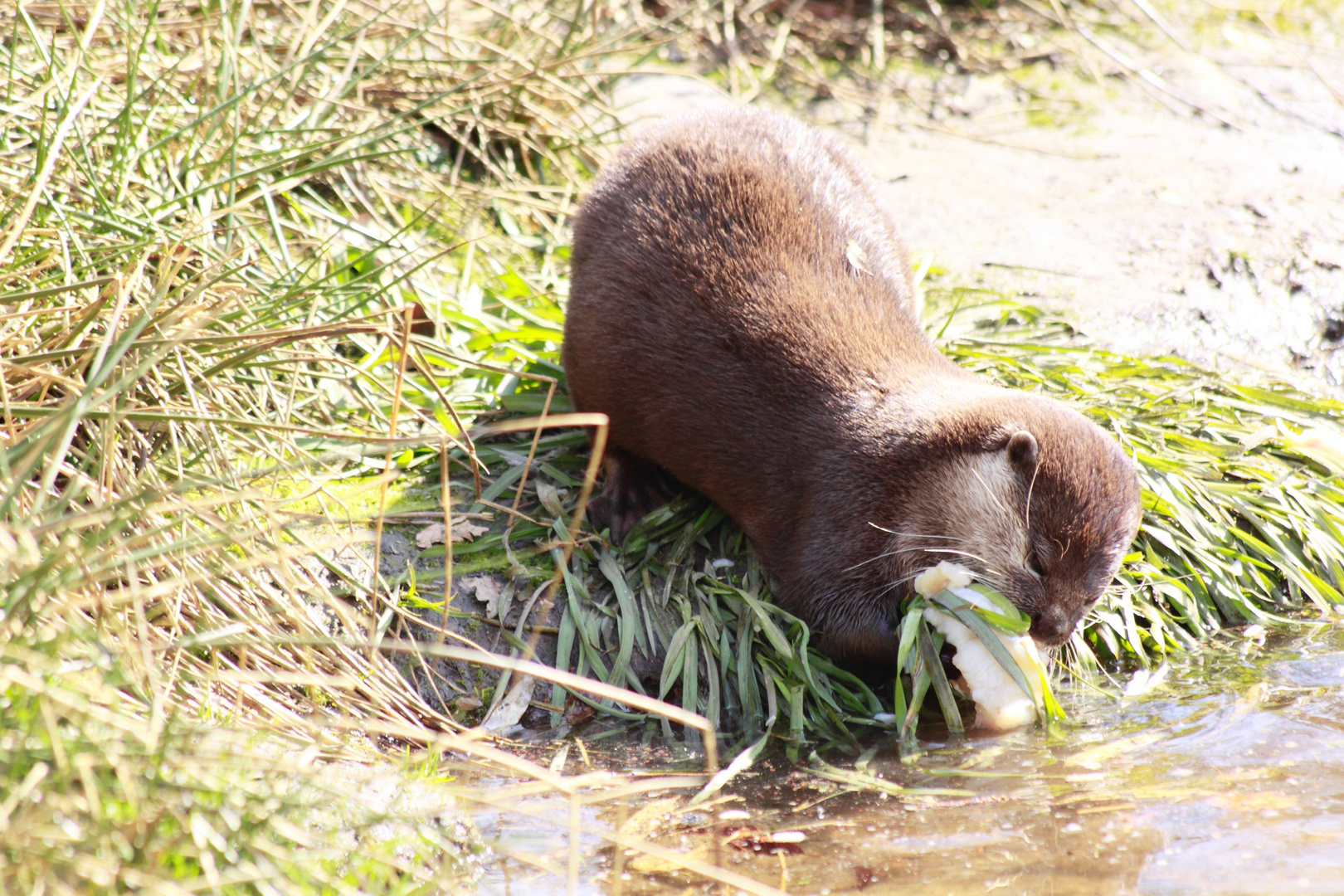 Otterfütterung immer toll