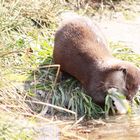 Otterfütterung immer toll