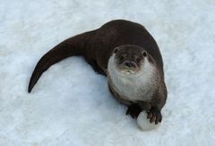 Otterfussball