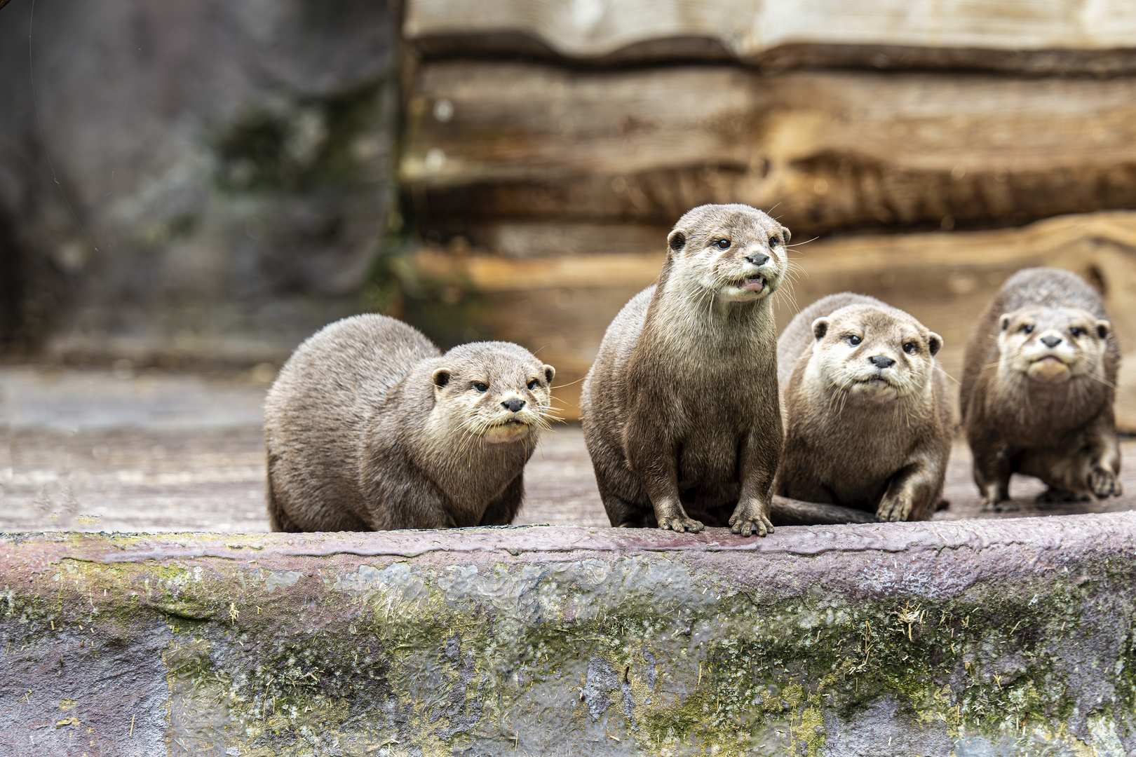 Ottergruppe