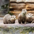 Ottergruppe