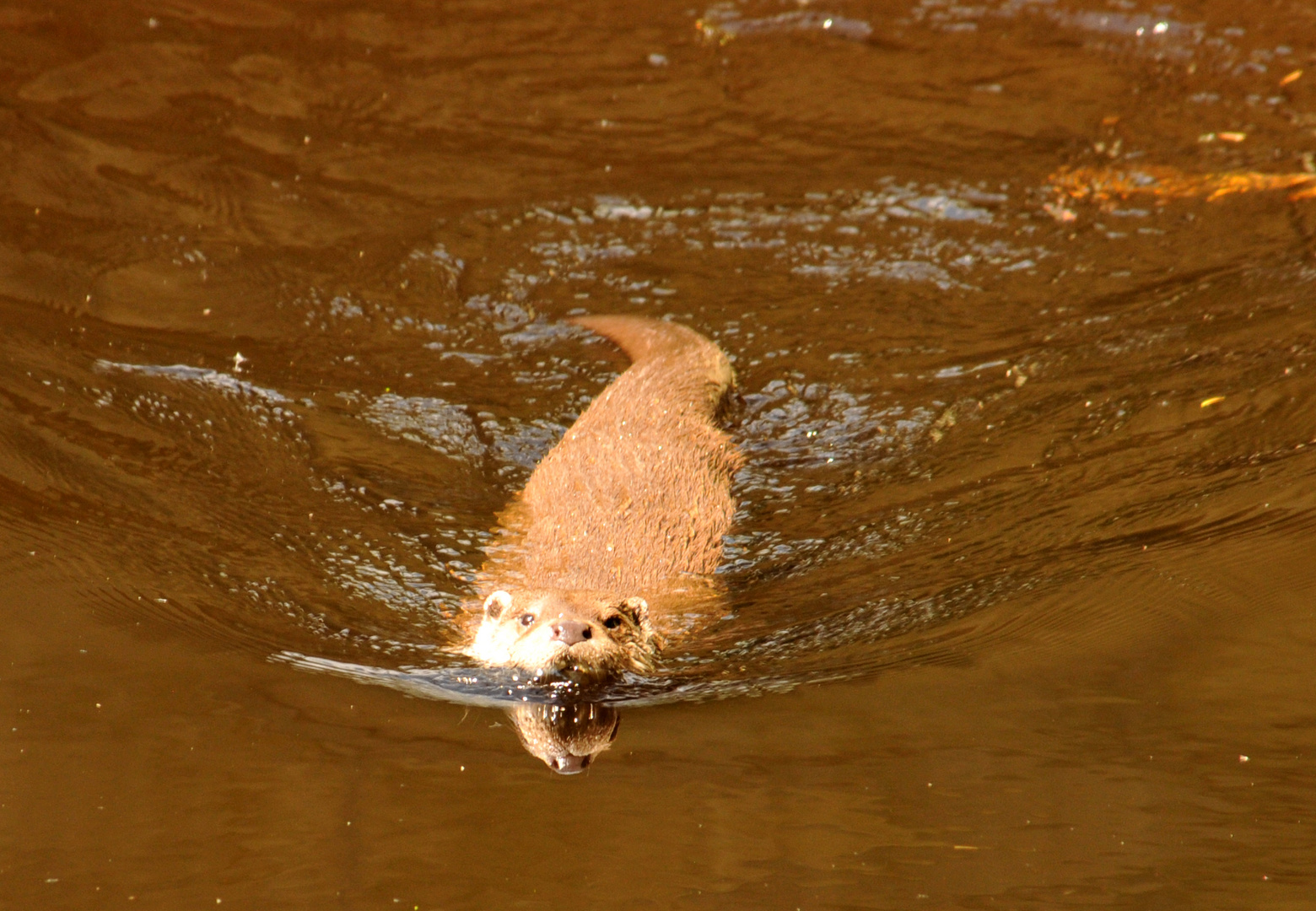 Otterjagd