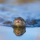 Otterjunges bei Schwimmübungen