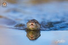 Otterjunges bei Schwimmübungen