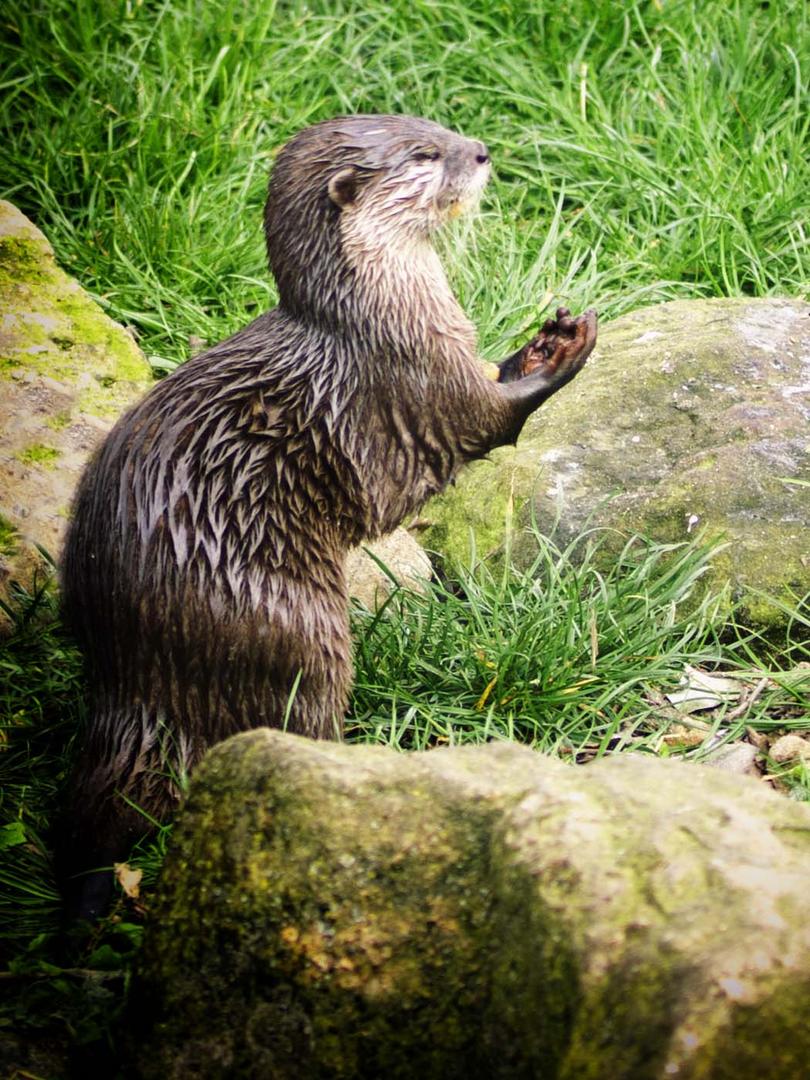 Otterkind