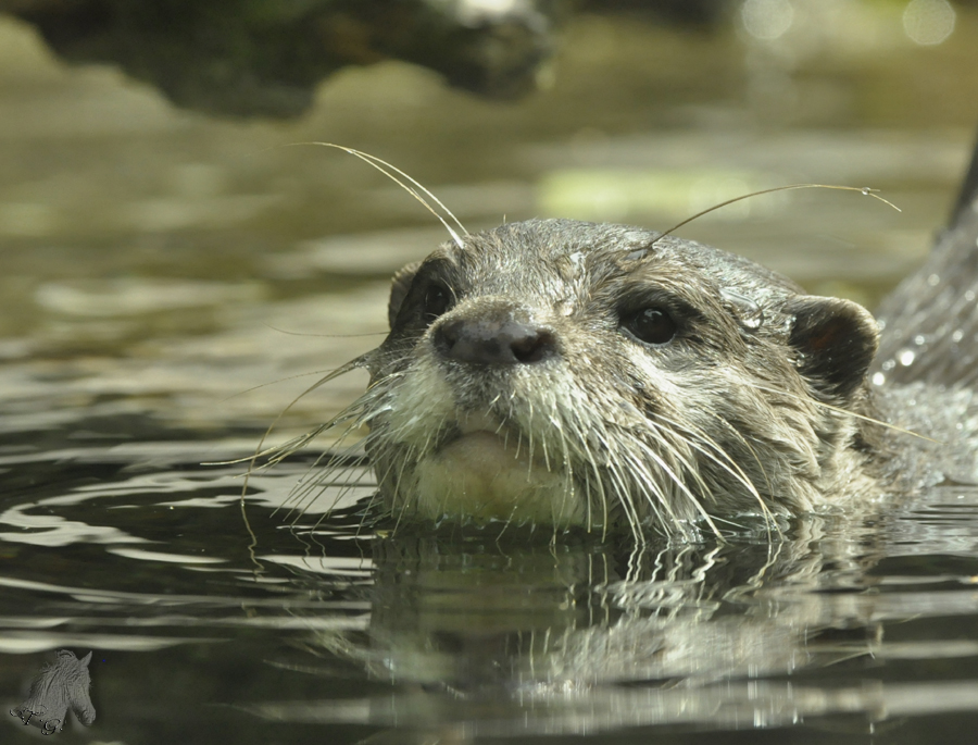 *** Otterköpfchen ***