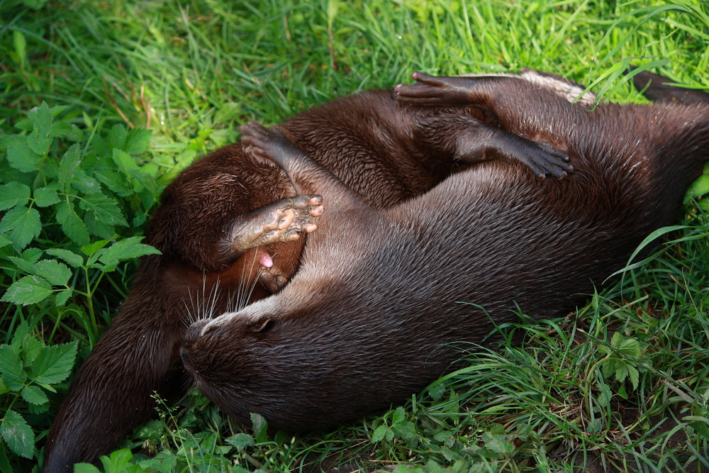 Otterkuscheln