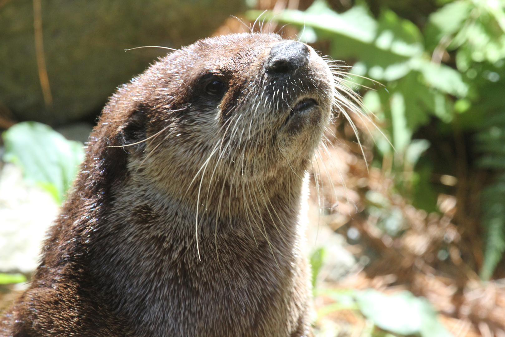 "Otterly" cool!