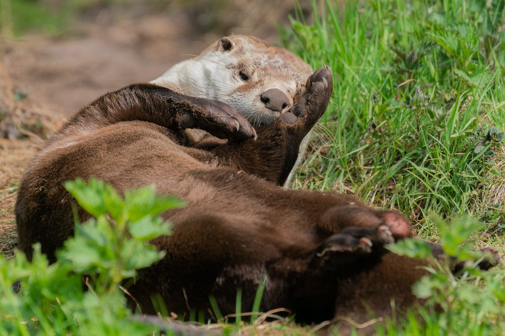 Otternase ;-)