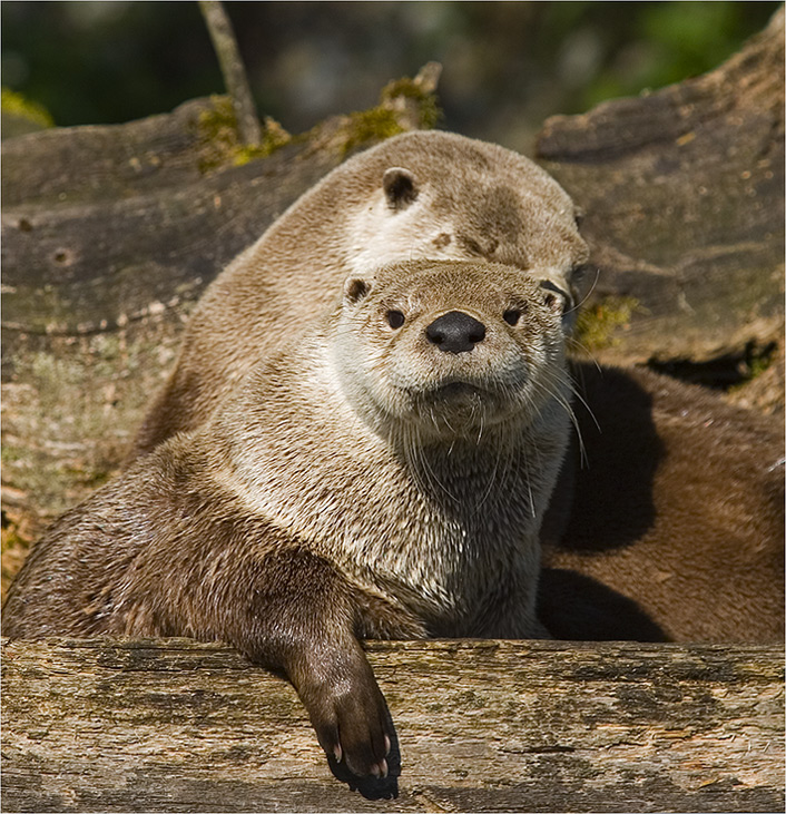 otternase