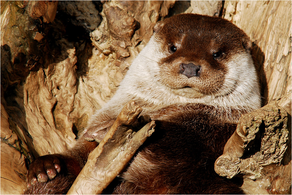 Otternasen gefällig ??