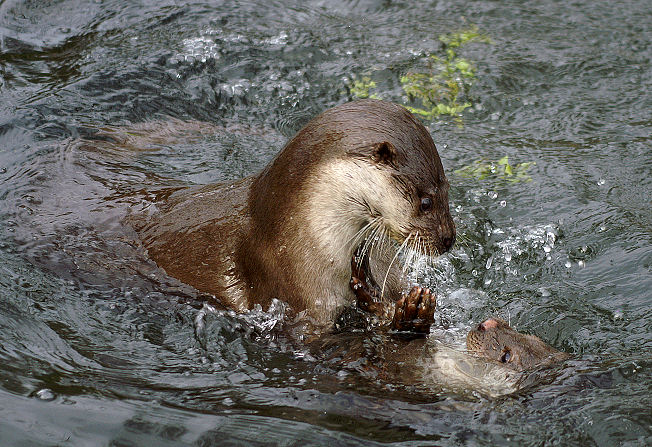 Otternasen, ich seh´ Otternasen...