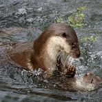 Otternasen, ich seh´ Otternasen...