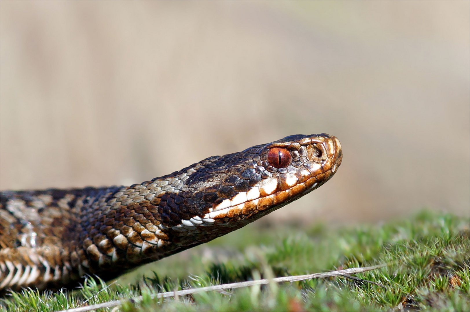 Otternblick - Kreuzotter - Vipera berus