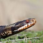 Otternblick - Kreuzotter - Vipera berus