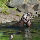 Otterpärchen