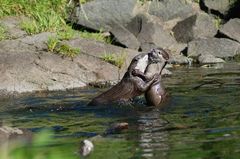 Otterpärchen