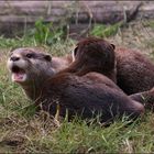 Otterpärchen