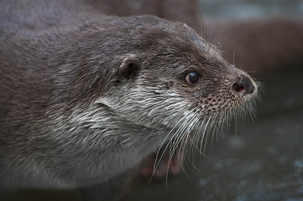 Otterportrait