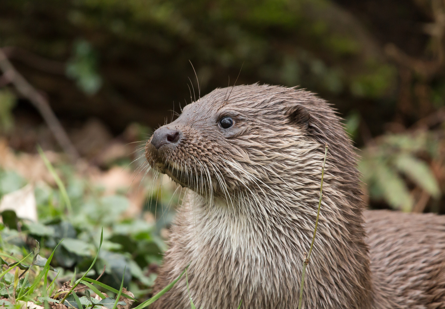 Otterportrait