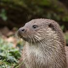 Otterportrait