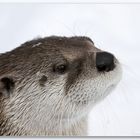 Otterportrait