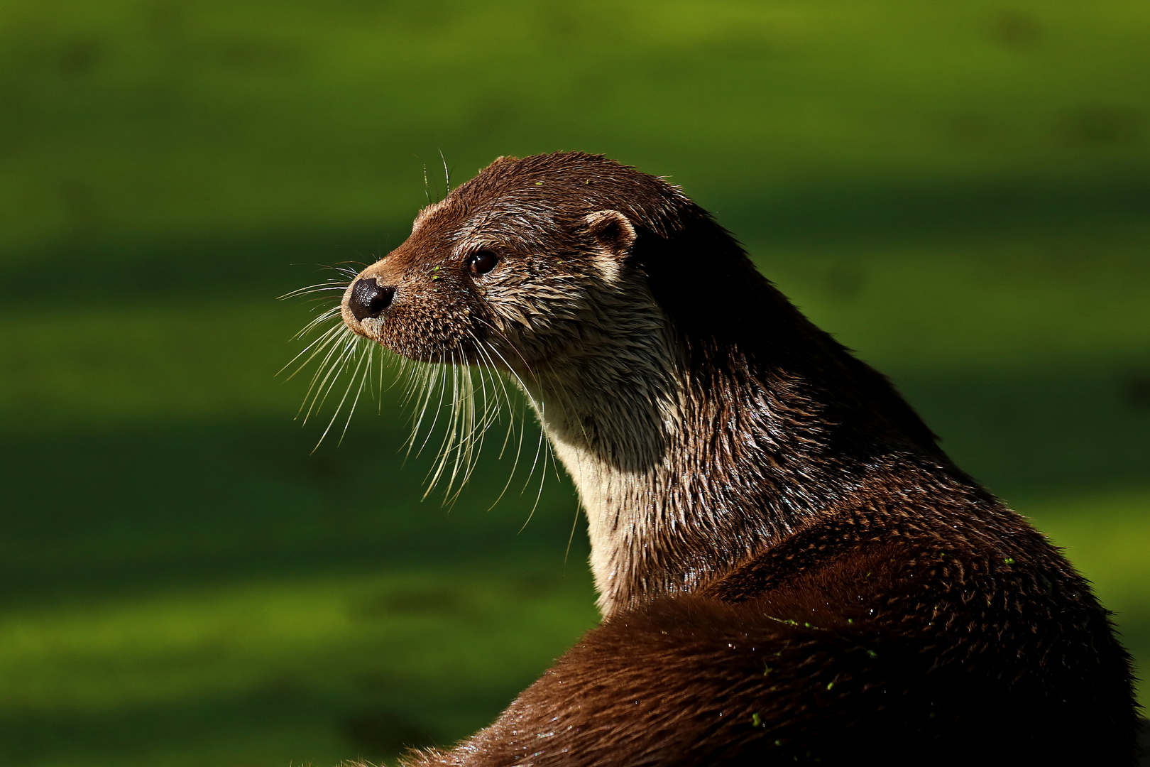 Otterportrait