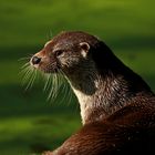 Otterportrait