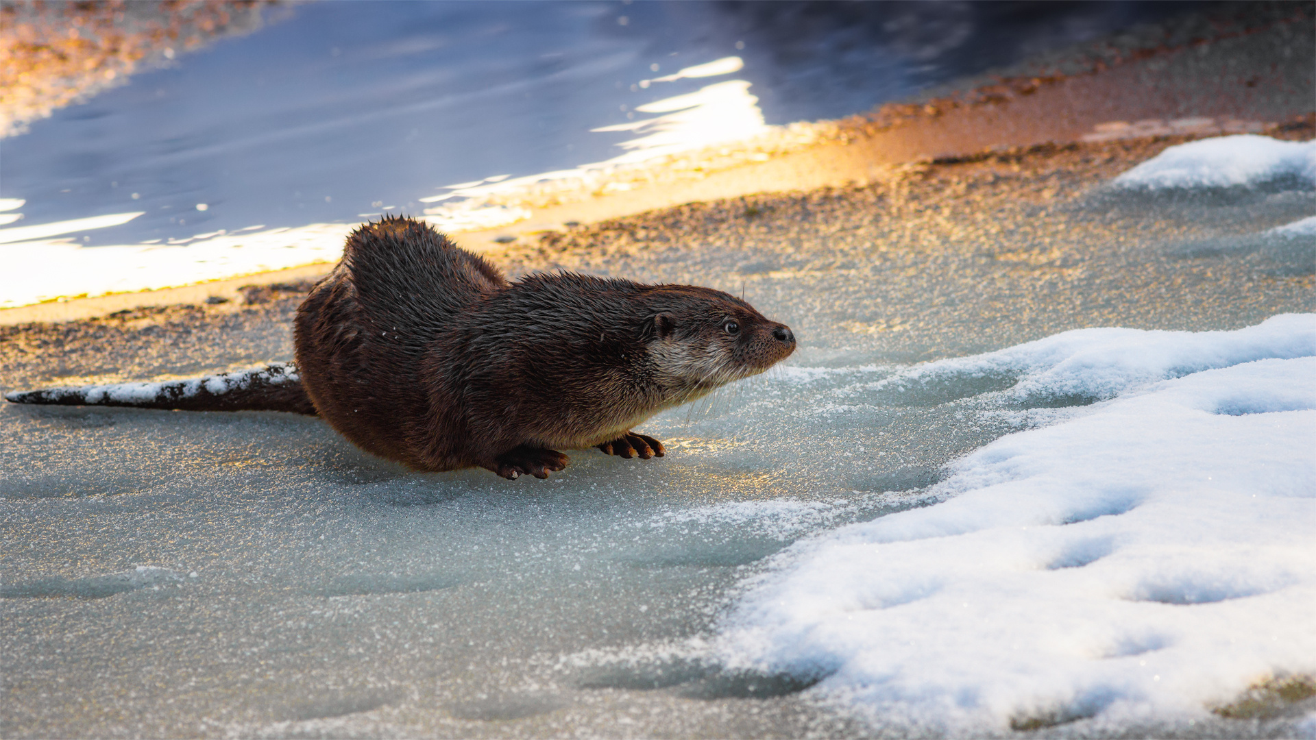 Otterromantik