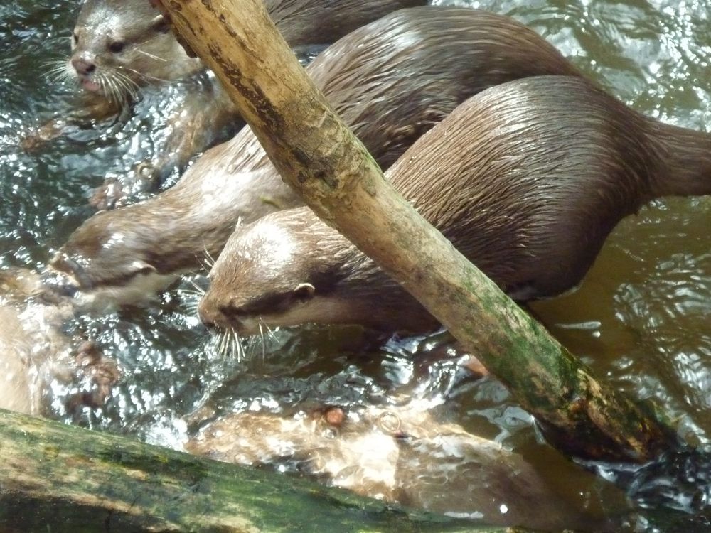 Otter's am Spielen und am Tauchen