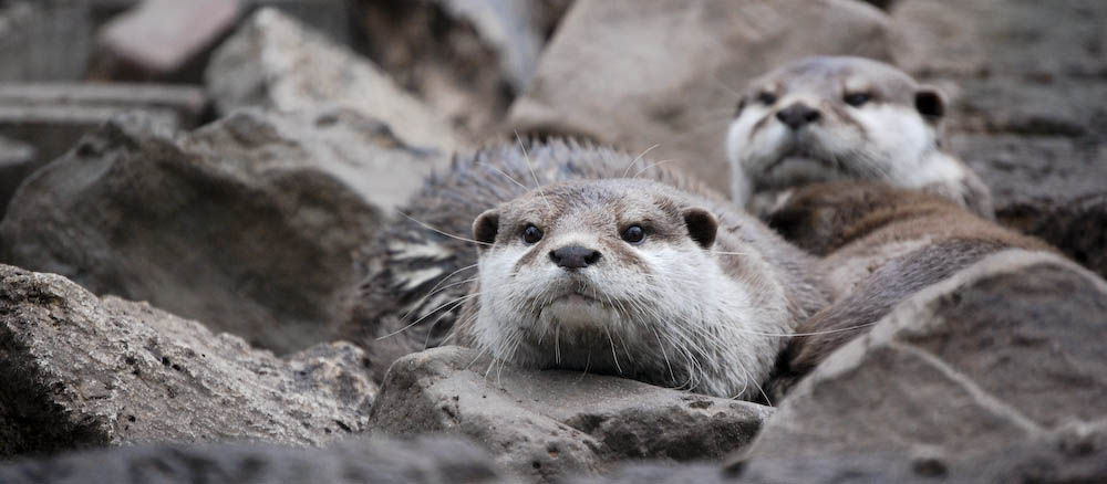 Otters in love