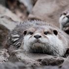 Otters in love