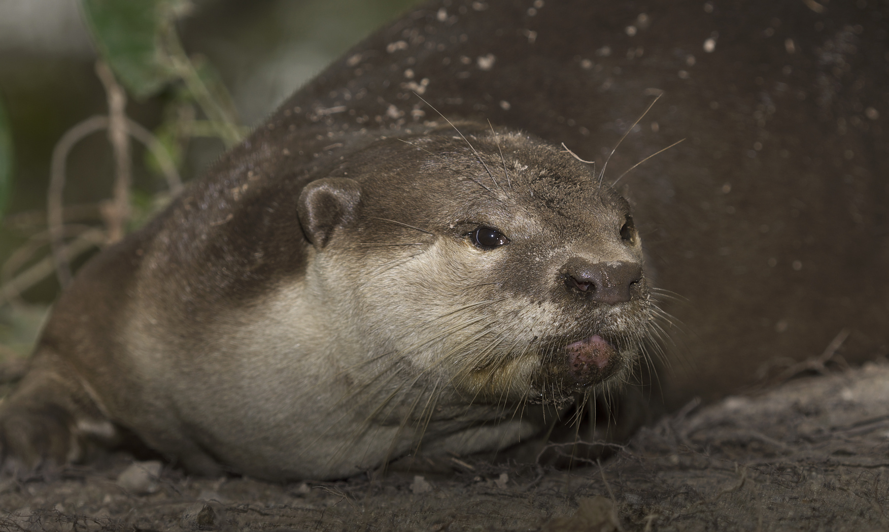 Otters In Sungei Buloh ,Singapore Wetland Reserve