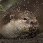 Otters In Sungei Buloh ,Singapore Wetland Reserve