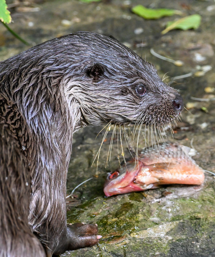 Otters Mahlzeit