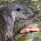 Otters Mahlzeit