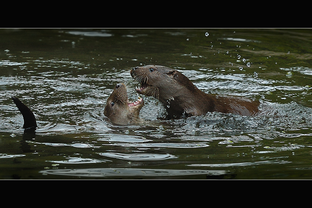 Otter´s Play