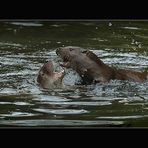 Otter´s Play