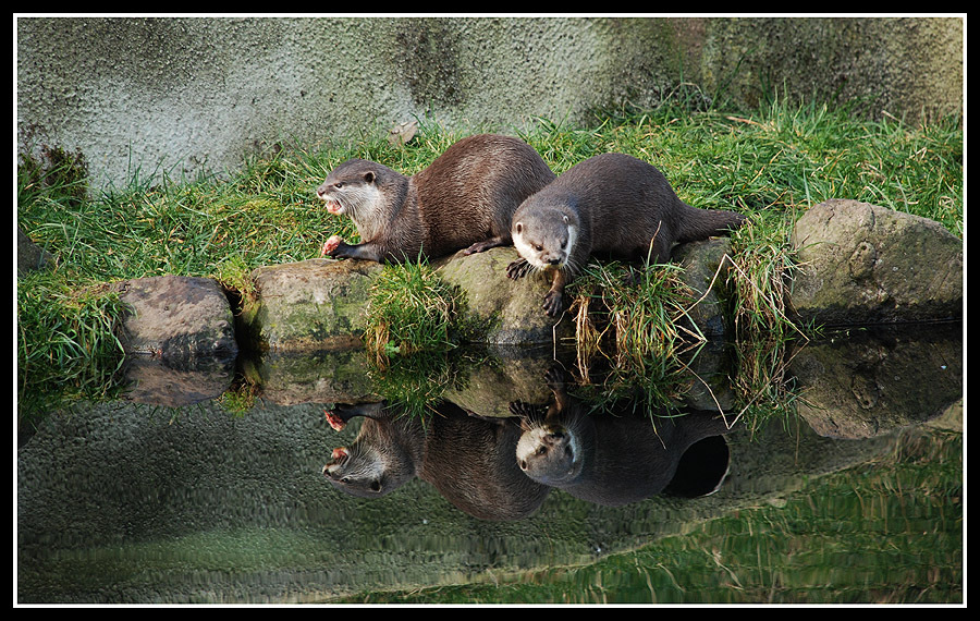 Otters Reflection