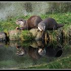 Otters Reflection