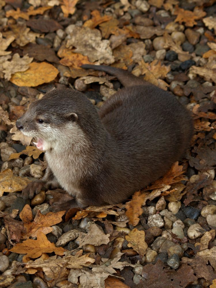 Otterschrei kurz vor der Fütterung