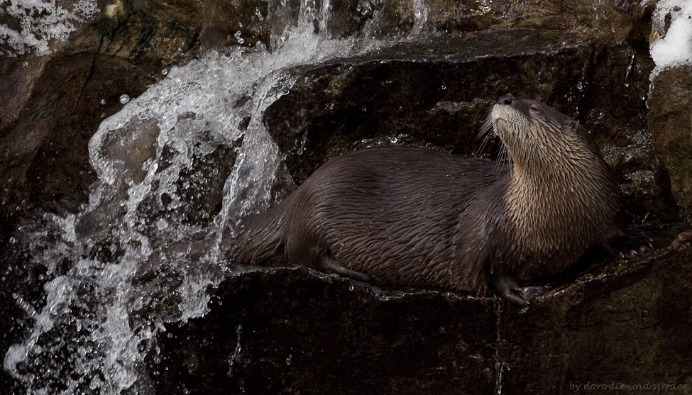 Ottershower